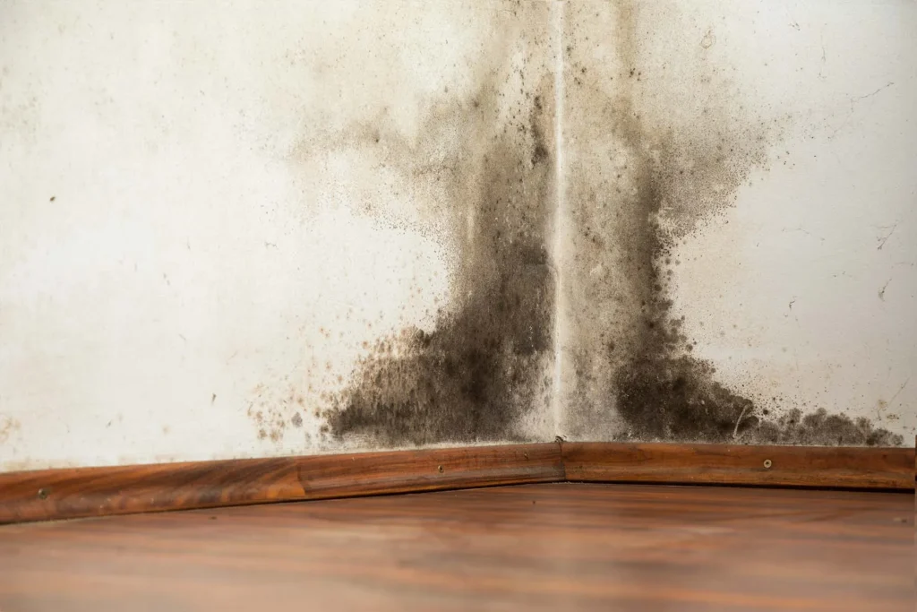 Common Types of Mold Found in Bathrooms 