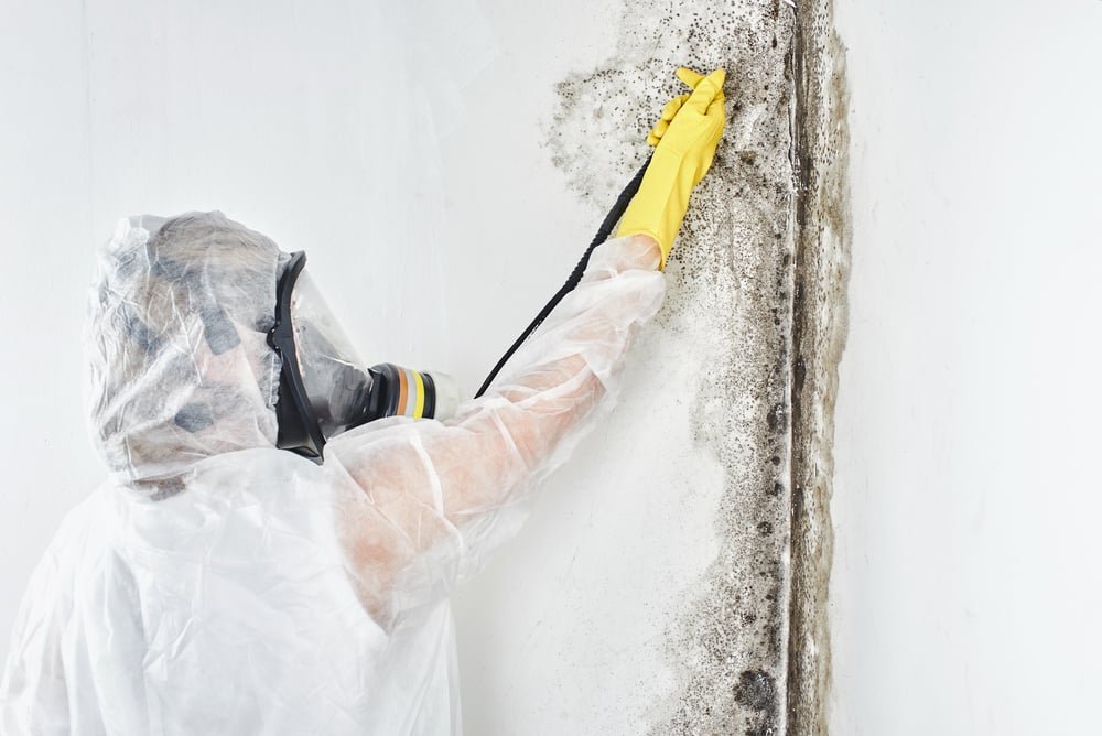When Should You Call a Professional Mold Remediation Service