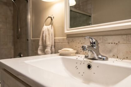 Gnats in Bathroom