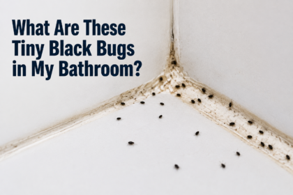 Tiny Black Bugs in the Bathroom